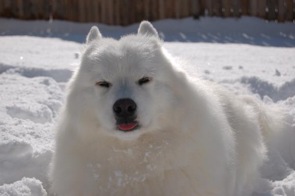 /Images/uploads/Humane Society of Utah/HSUCalendar/entries/1012thumb.jpg